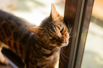 窓枠でスリスリするベンガル猫