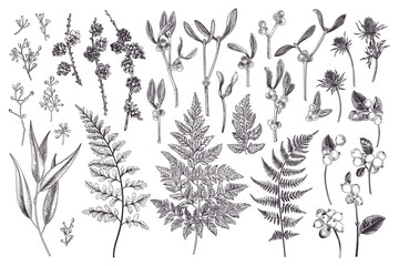 Set with winter plants. Botanical illustration. Fern, larch branches and cones, eucalyptus leaves and seeds, mistletoe, snow berry, blue thistle. Art line style. Black. Outline, no fill. - 677469880