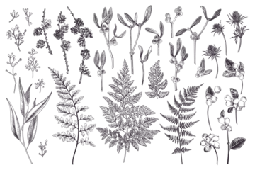 Fototapeten Set with winter plants. Botanical illustration. Fern, larch branches and cones, eucalyptus leaves and seeds, mistletoe, snow berry, blue thistle. Art line style. Black. Outline, no fill. © Lisla