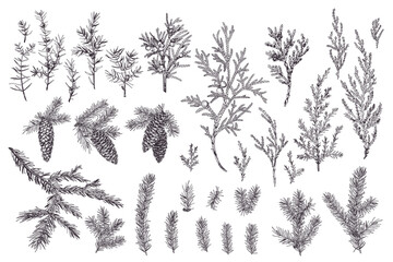 Set of branches and cones of spruce, juniper. Christmas evergreens. Winter vintage botany. Engraving style. Outline, no fill.