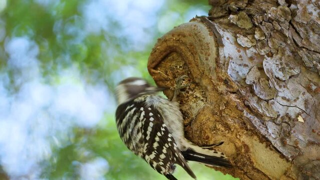 Pygmy Woodpecker Pecking Under Tree Bark Forage Insects Close-up