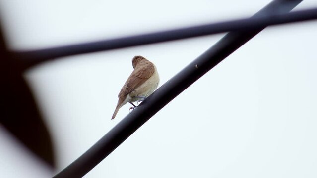 A female scaly-breasted munia or spotted munia, Lonchura punctulata is perching on an electric wire in the middle of Bangkok, Thailand.