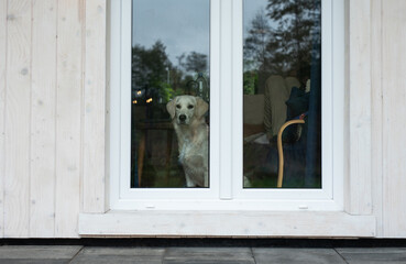 Golden retriever dog looking through window