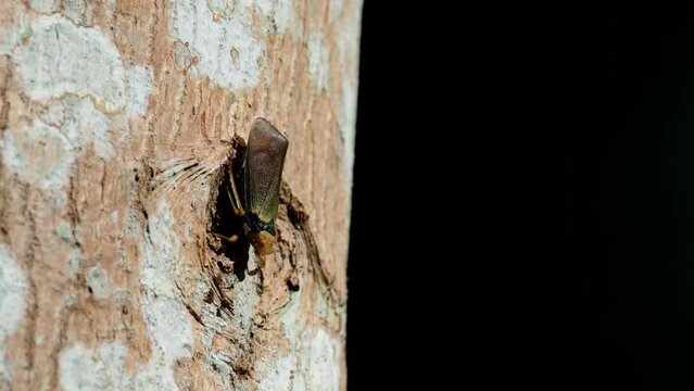 Camera zooms out as this insect is exposed under the afternoon sun in the forest, Planthopper, Fulgoromorpha, Thailand