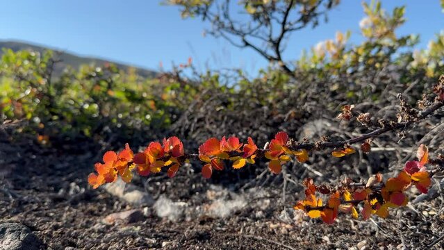 Close up view of warf birch (Betula nana) in autumn colores in Rypen&aelig;s. Scoresbysund, Greenland.