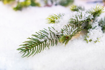 Fototapeta na wymiar spruce branch in the snow. Snow covered branch