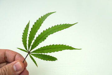 Growing medical marijuana. Hand holding a cannabis leaf on white background. Cultivation of Marijuana tree.