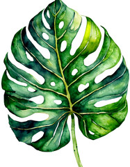 Isolated Monstera leaf on white background ,