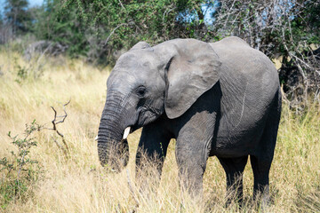 African elephant with big tusks