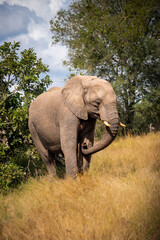 Fototapeta na wymiar African elephant with big tusks