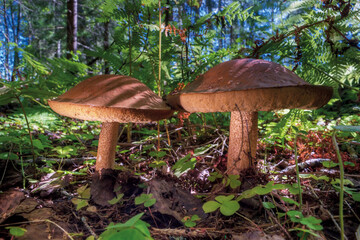 Defocused background with shallow depth of field. Edible mushrooms grow in a natural environment. In the background there is bright grass and a blue sky.