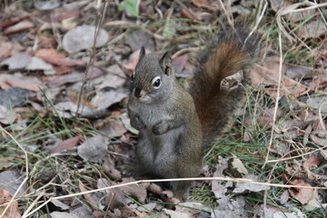 Squirrel On The Ground, Whitemud Park, Edmonton, Alberta