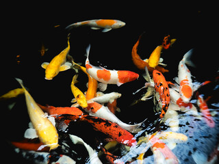 Colorful schools of koi and goldfish in the ornamental fish pond