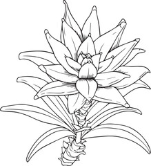 Water Lily Flower line art coloring page design