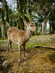 Japan deer from Nara