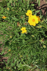 yellow flower plant with green vibrant bush behind isolated close-up photo in the botanical garden