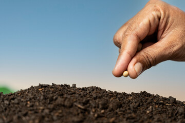 Hand Sowing seeds to losing soil. growth vegetable at home and backyard garden, Retirement hobby and gardening concept.