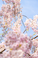 日本　青森　弘前公園　弘前城　城址　国宝　桜　春　ピンク