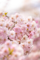 日本　青森　弘前公園　弘前城　城址　国宝　桜　春　ピンク