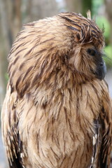 close up shot of brown owl at daytime