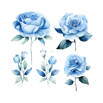 blue rose flower set, watercolor vector illustration, isolated on white background