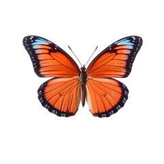 Fototapeta na wymiar Butterfly isolated on white transparent background, PNG