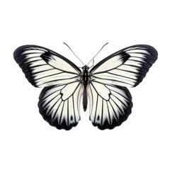 Butterfly isolated on white transparent background, PNG