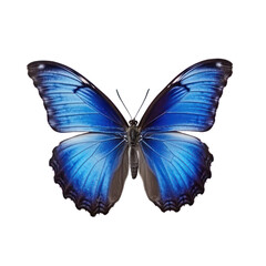 Obraz premium Butterfly isolated on white transparent background, PNG