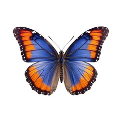 Butterfly isolated on white transparent background, PNG