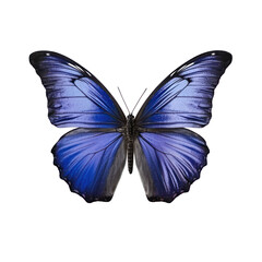 Obraz premium Butterfly isolated on white transparent background, PNG