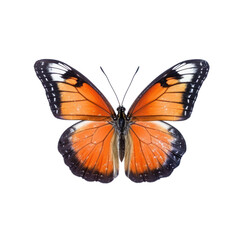 Fototapeta premium Butterfly isolated on white transparent background, PNG