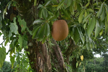 Mamey Fruit - Zapote