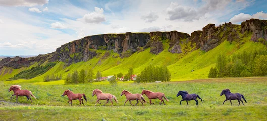 Photo sur Aluminium Europe du nord The Icelandic red horse is a breed of horse developed - Iceland