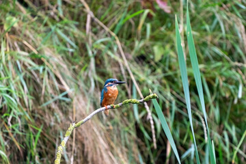 Colorful king fisher bird on a branch of a tree waiting to catch a fish in the Netherlands. Green leaves in background.