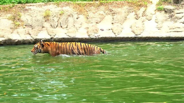 Apex predator, Malayan tiger, Southern Indochinese tiger, panthera tigris jacksoni swimming in the pool, moving around and trying to cool down in the water on a hot day, handheld shot.