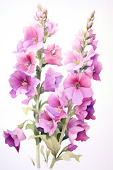 Graceful Foxglove blooms on the pristine white canvas, its watercolor rendition capturing the flower's charm, a testament to nature's artistry.