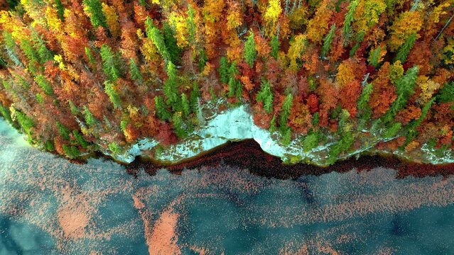Flying in front of colorful, lakeside autumn trees on the coast of an Austrian lake - Aerial view