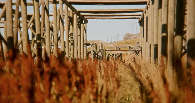 A Field With Curly Dock And Wooden Structures