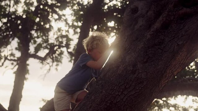Boy Climbs A Tree In The Golden Sunlight