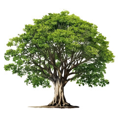 Banyan or bodhi tree, big ficus religiosa isolated on white transparent background, PNG