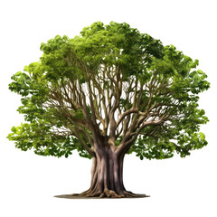Banyan or bodhi tree, big ficus religiosa isolated on white transparent background, PNG © Rawf8