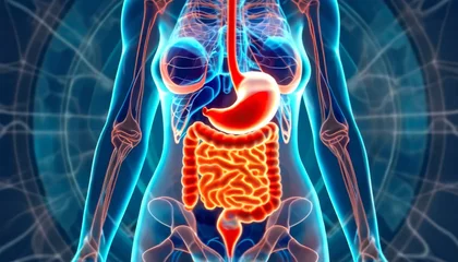Foto op Plexiglas An Illustrative Exploration of Digestive Anatomy, A Visual Guide to the Anatomy of the Human Digestive System, Generative AI © Nian Keun