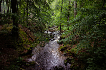Obraz premium A beautiful landscape of river flowing through a forest. Natural scenery of forest stream. Amazing landscape with a small river.