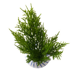 Top view of succulent plant in vase isolated on white background. Real photography on the white colour bacground. Sedum, stonecrop.