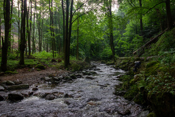 A beautiful landscape of river flowing through a forest.  Natural scenery of forest stream. Amazing landscape with a small river.