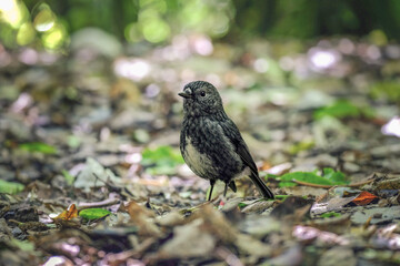 North Island Robin (Toutouwai) foraging on the forest floor at Zealandia Ecosanctuary.