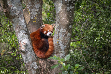 Cute and sleepy red panda sleeping in a tree at Wellington Zoo, New Zealand.