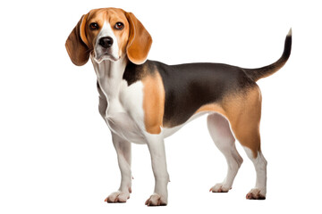 A  beagle dog isolated on transparent background.