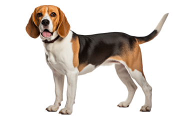 A  beagle dog isolated on transparent background.