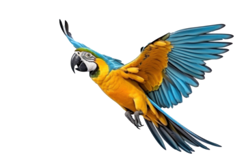 A blue-and-yellow macaw isolated on transparent background.